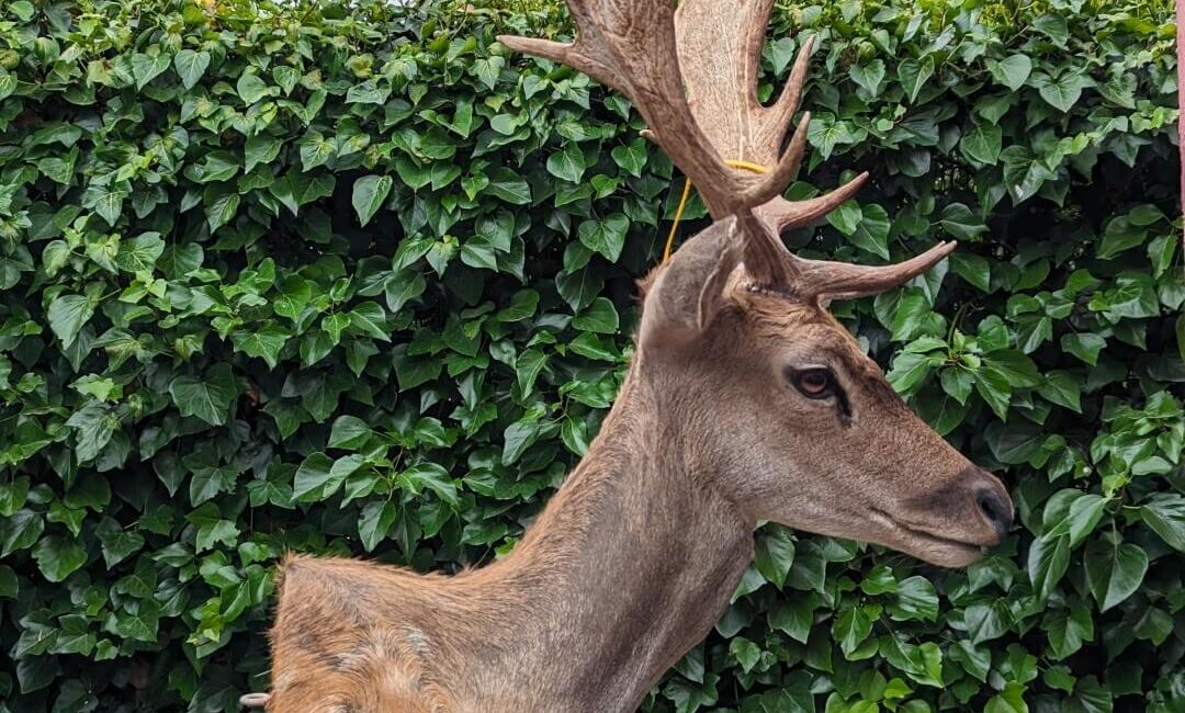 Galería de Trabajos de taxidermia: Cérvidos, cabras y jabalí.
