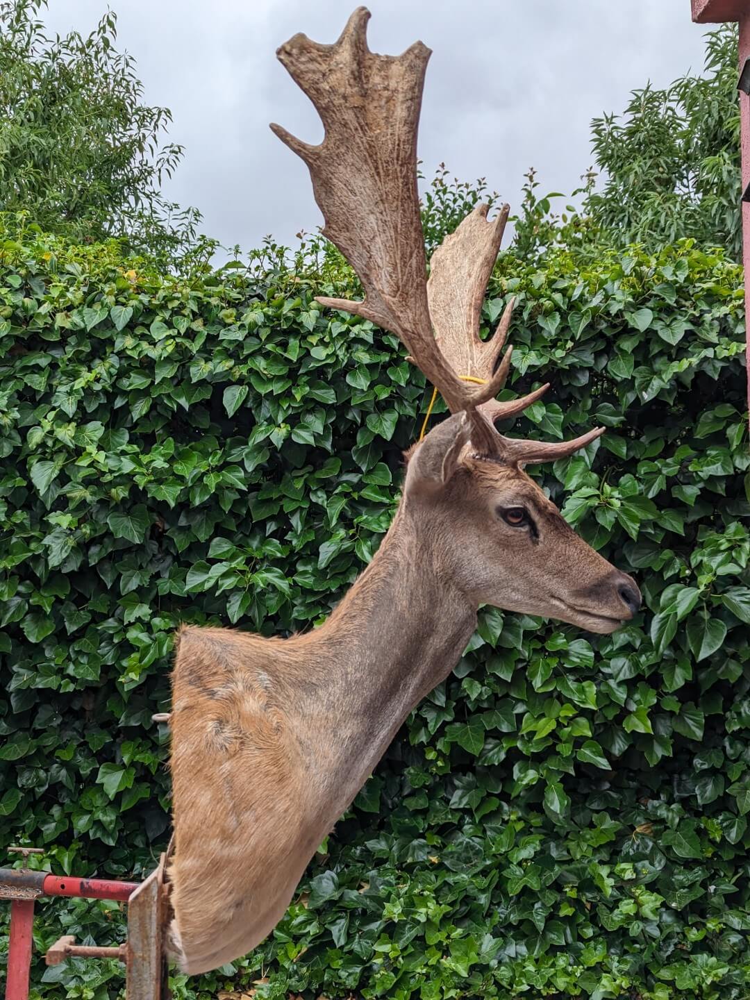 Galería de Trabajos de taxidermia: Cérvidos, cabras, ovejas y jabalí.