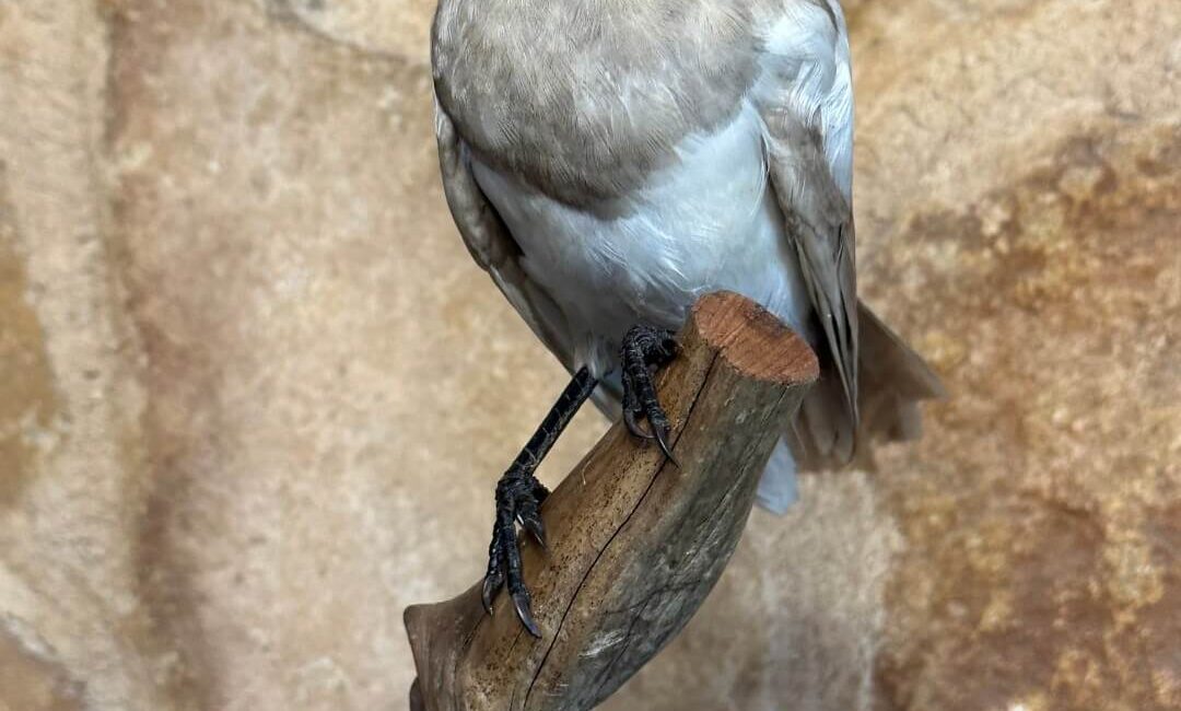 Galería de Trabajos de taxidermia: Aves.