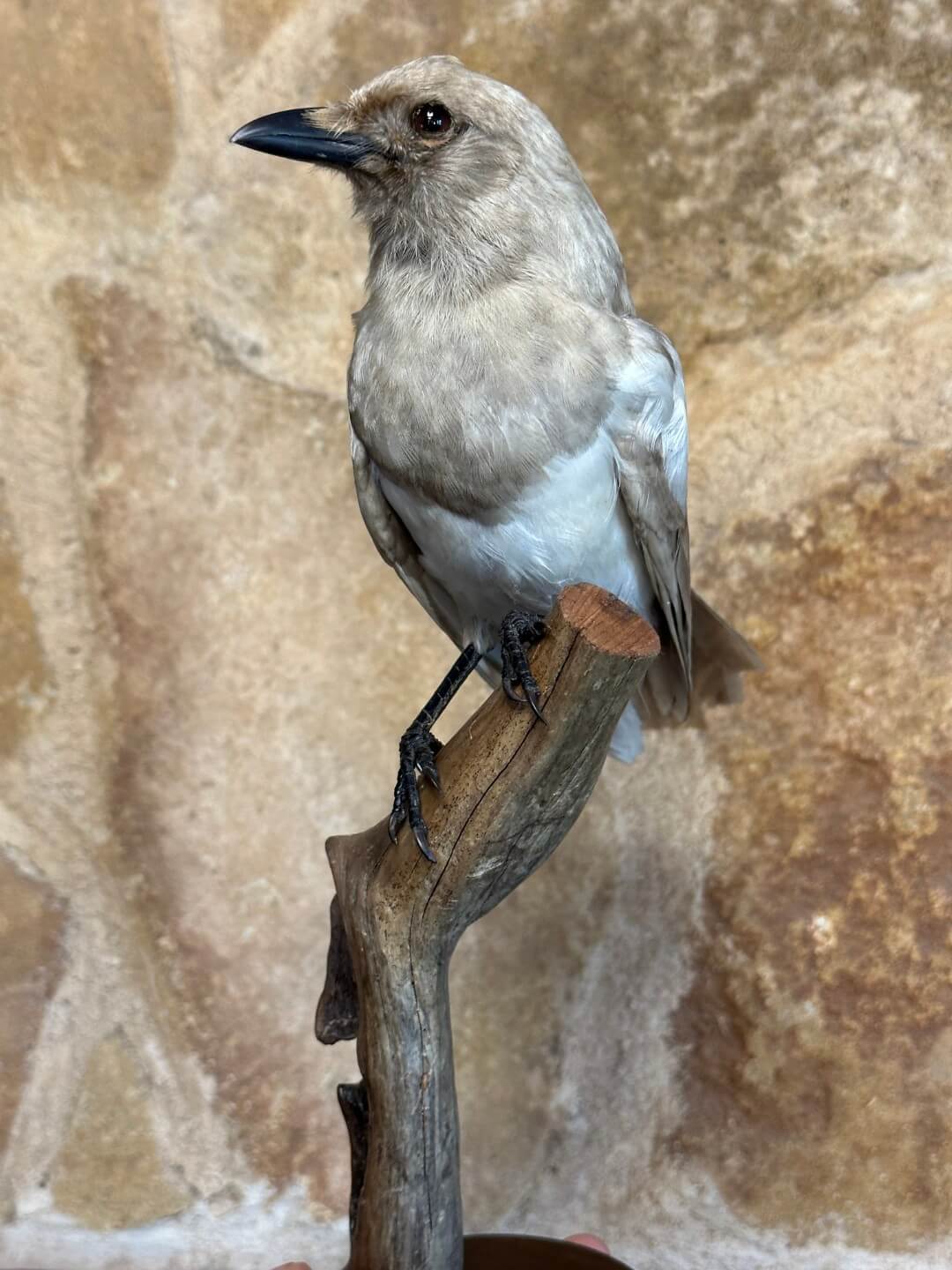 Galería de Trabajos de taxidermia: Aves.