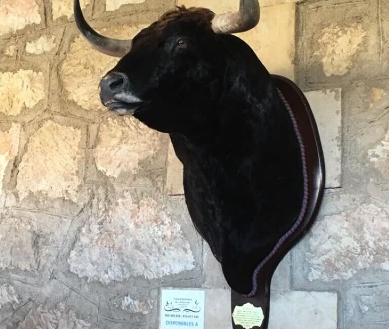 Galería de Trabajos de taxidermia: Toros.