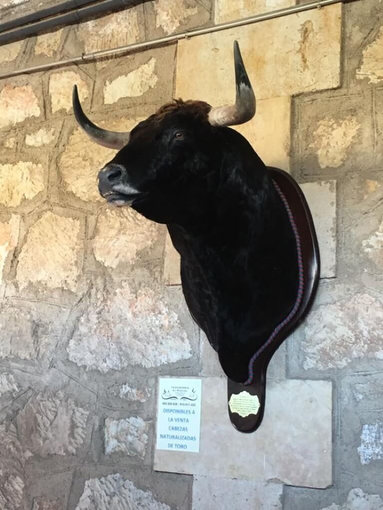 Galería de Trabajos de taxidermia: Toros.